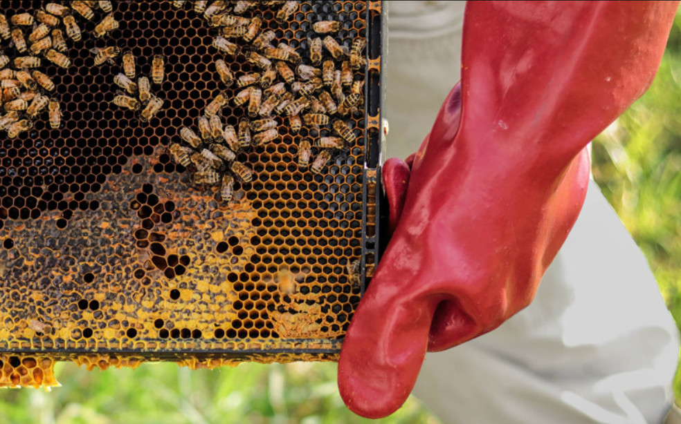 Autèntic, miel de haute montagne